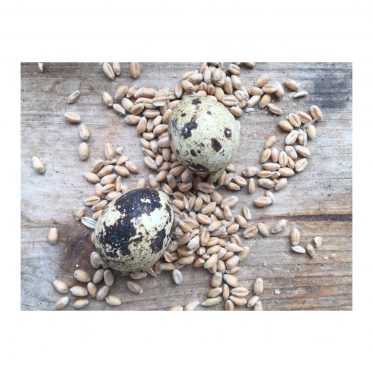 Ich zeige euch wie ihr euer saftig grünes Ostergras selber ziehen könnt ! Ostergras aus Weizen ziehen einpflanzen und das saftige Grün des Neubeginns genießen ! Ich wünsche euch vile Freude beim pflanzen. Noch mehr Anregungen findet ihr auf www.elfenkindberlin.de