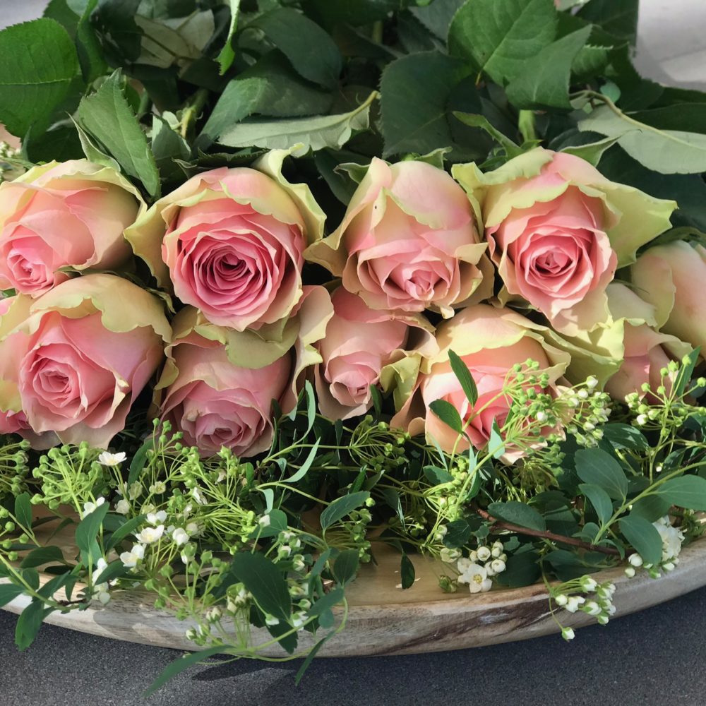 Rosen Richtig Pflegen