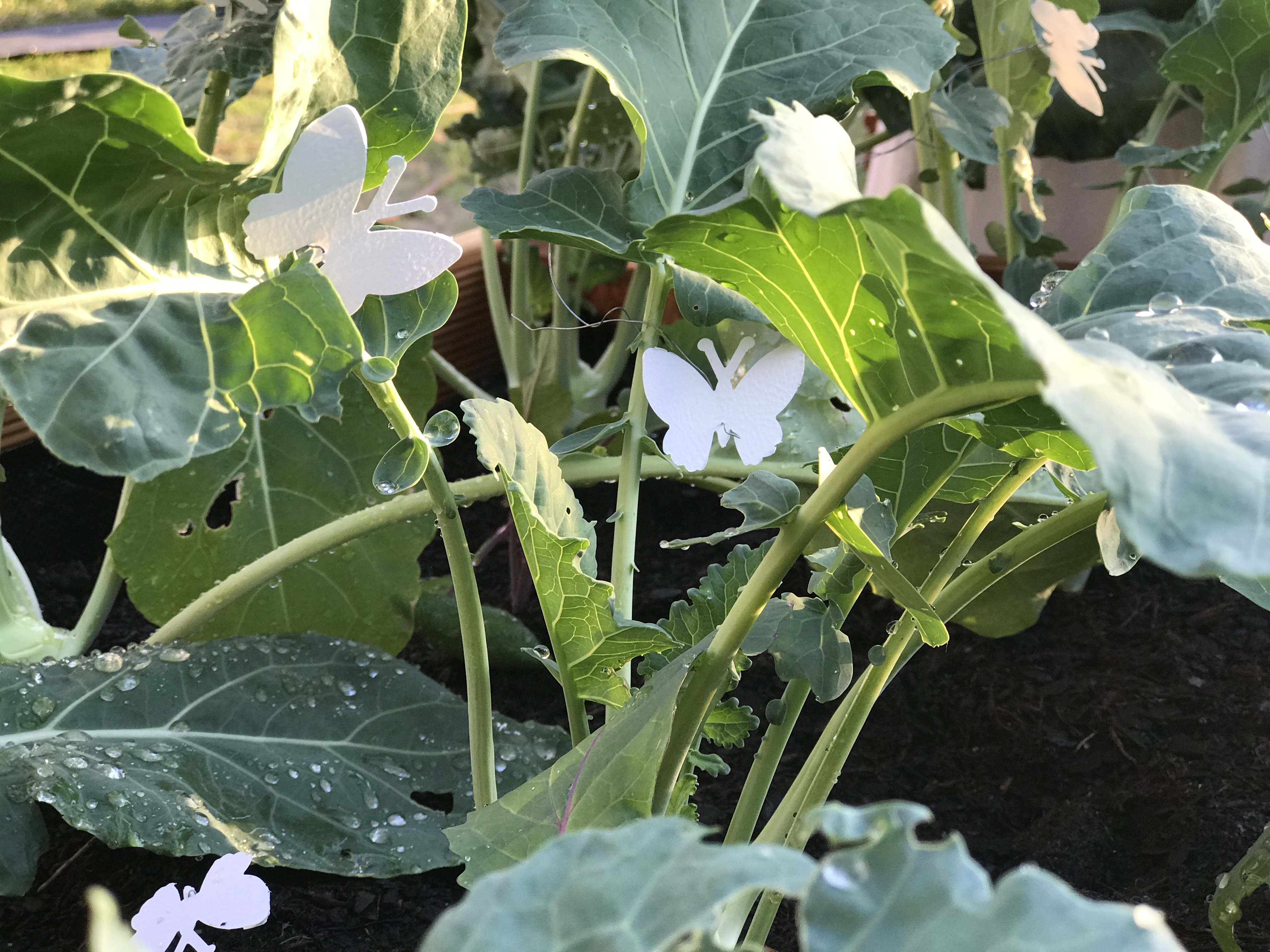 Kohlweißling biologisch bekämpfen! Den Kohlweißling im Garten und auf den Kohlpflanzen! Symptome erkennen, vorbeugen und bekämpfen.Inklusive passenden DI¥
