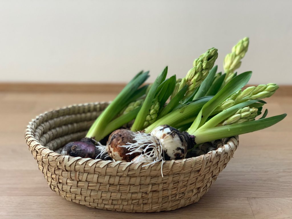 Eine Frühlingsahafte DIY Idee : Wachsblumenzwiebeln oder auch Hyazinthen in Wachs! Einfach und schön, die Anleitung findest du auf www.elfenkindberlin.de
