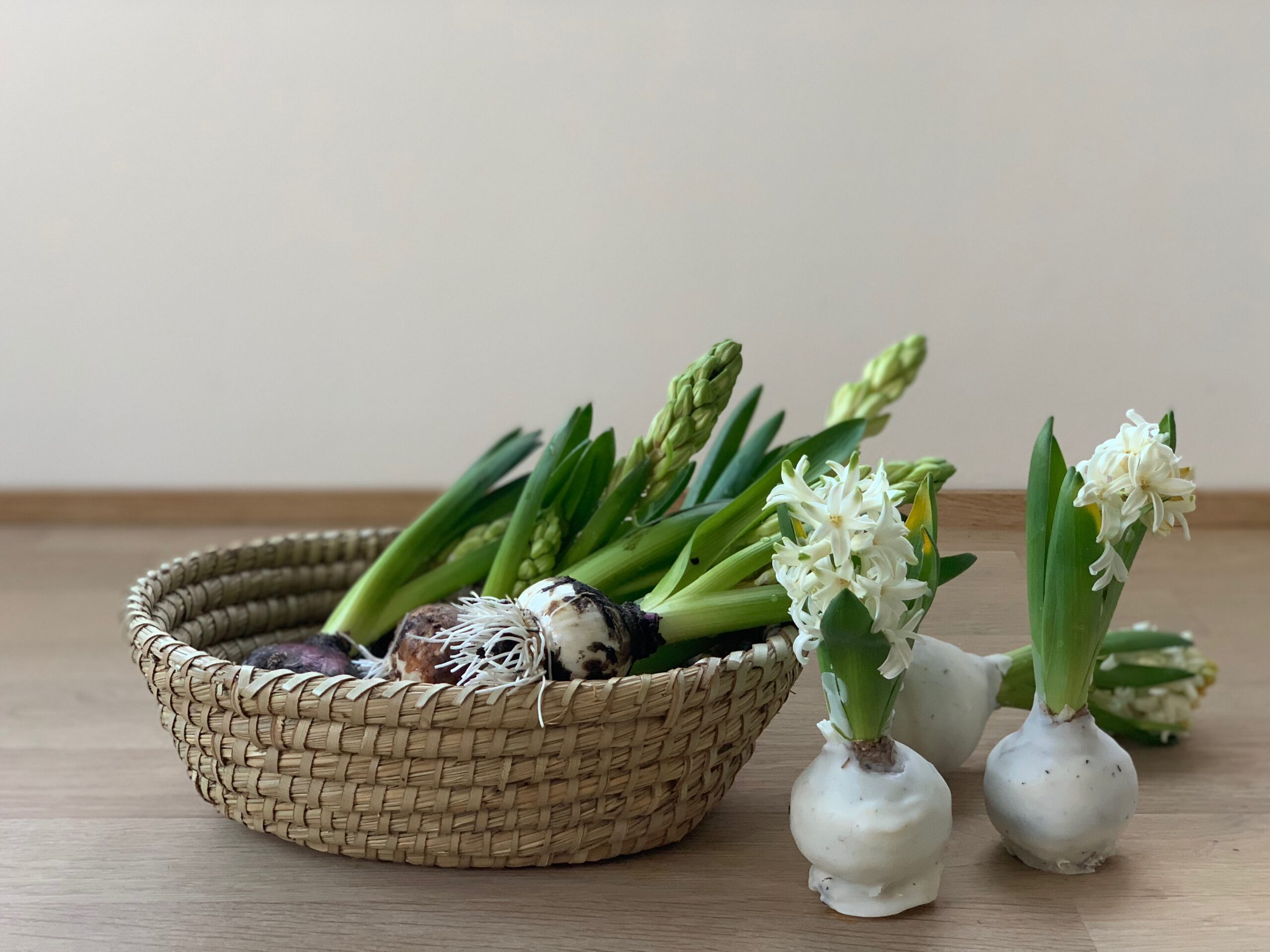 Eine Frühlingsahafte DIY Idee : Wachsblumenzwiebeln oder auch Hyazinthen in Wachs! Einfach und schön, die Anleitung findest du auf www.elfenkindberlin.de